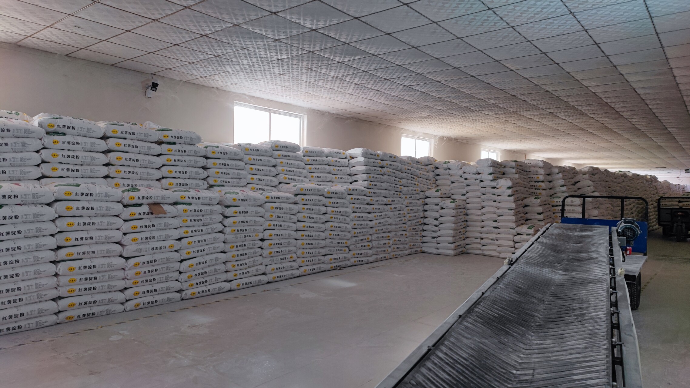 喜报！本季度红薯淀粉生产已近末期